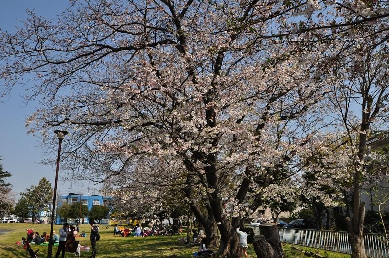 ▲桜のきれいな船越公園が目の前です